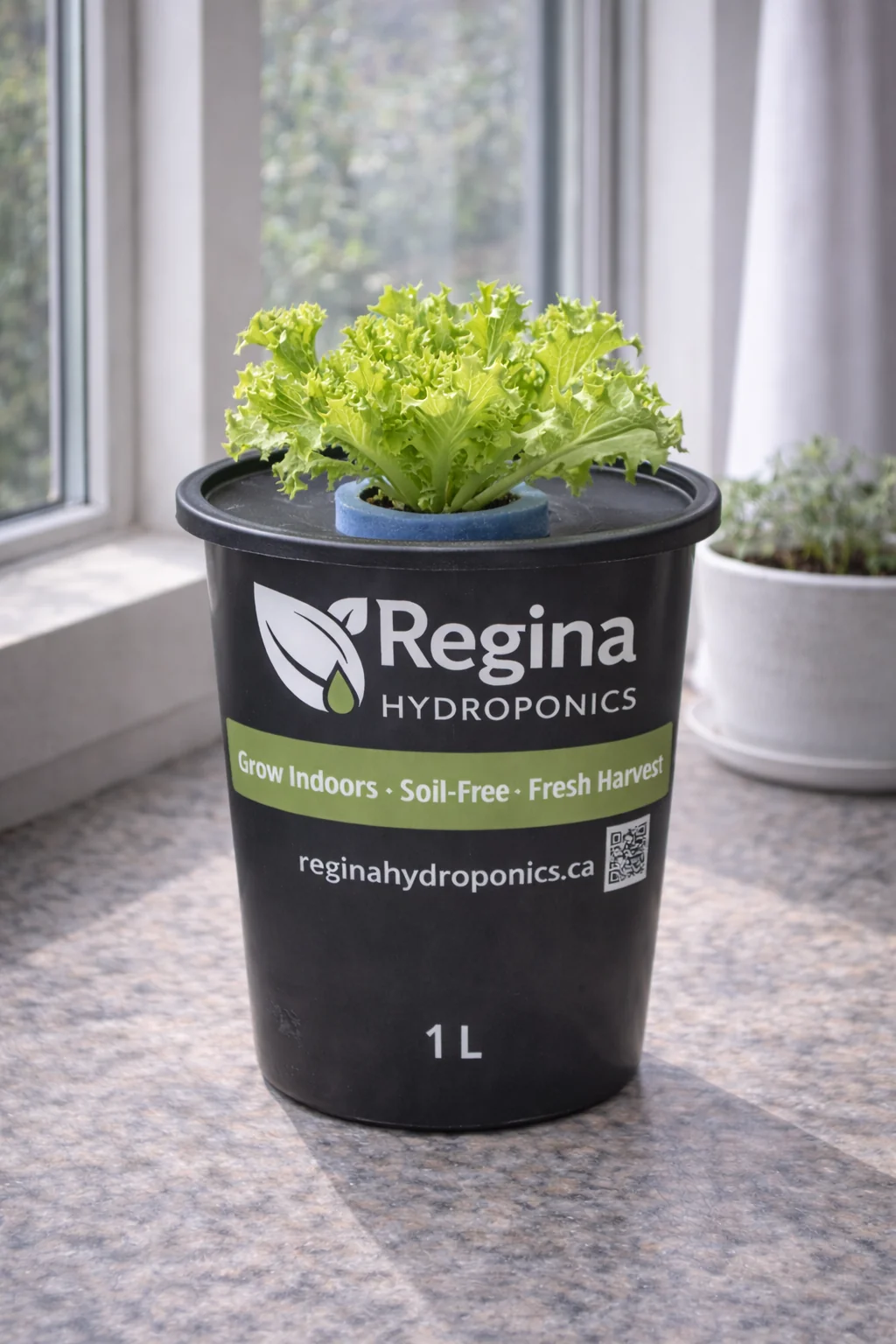 Grand Rapids Lettuce