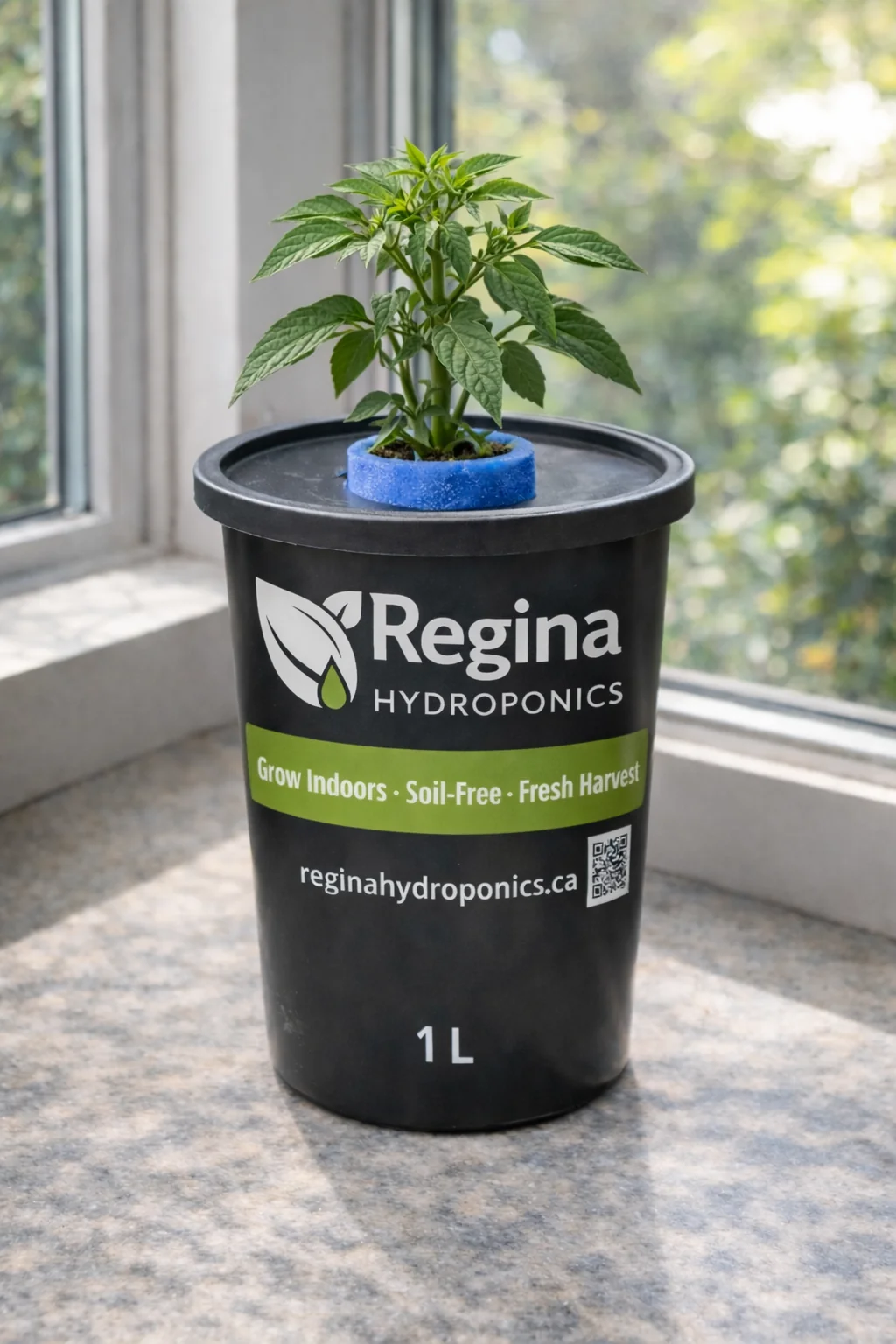 Regina Hydroponics Hungarian Yellow Hot Wax Pepper (1 L Container)