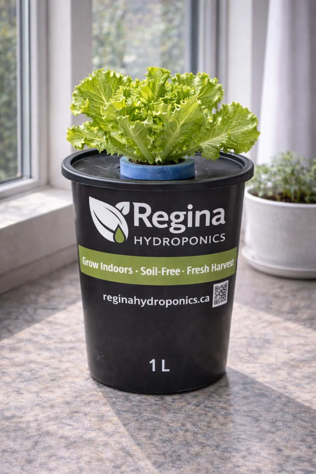 Regina Hydroponics Iceberg Lettuce (1 L Container)
