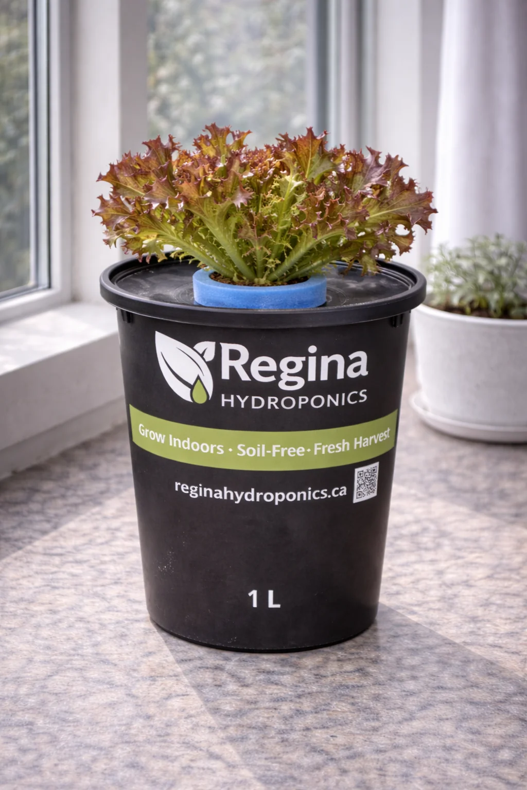 Regina Hydroponics Red Salad Bowl Lettuce (1 L Container)